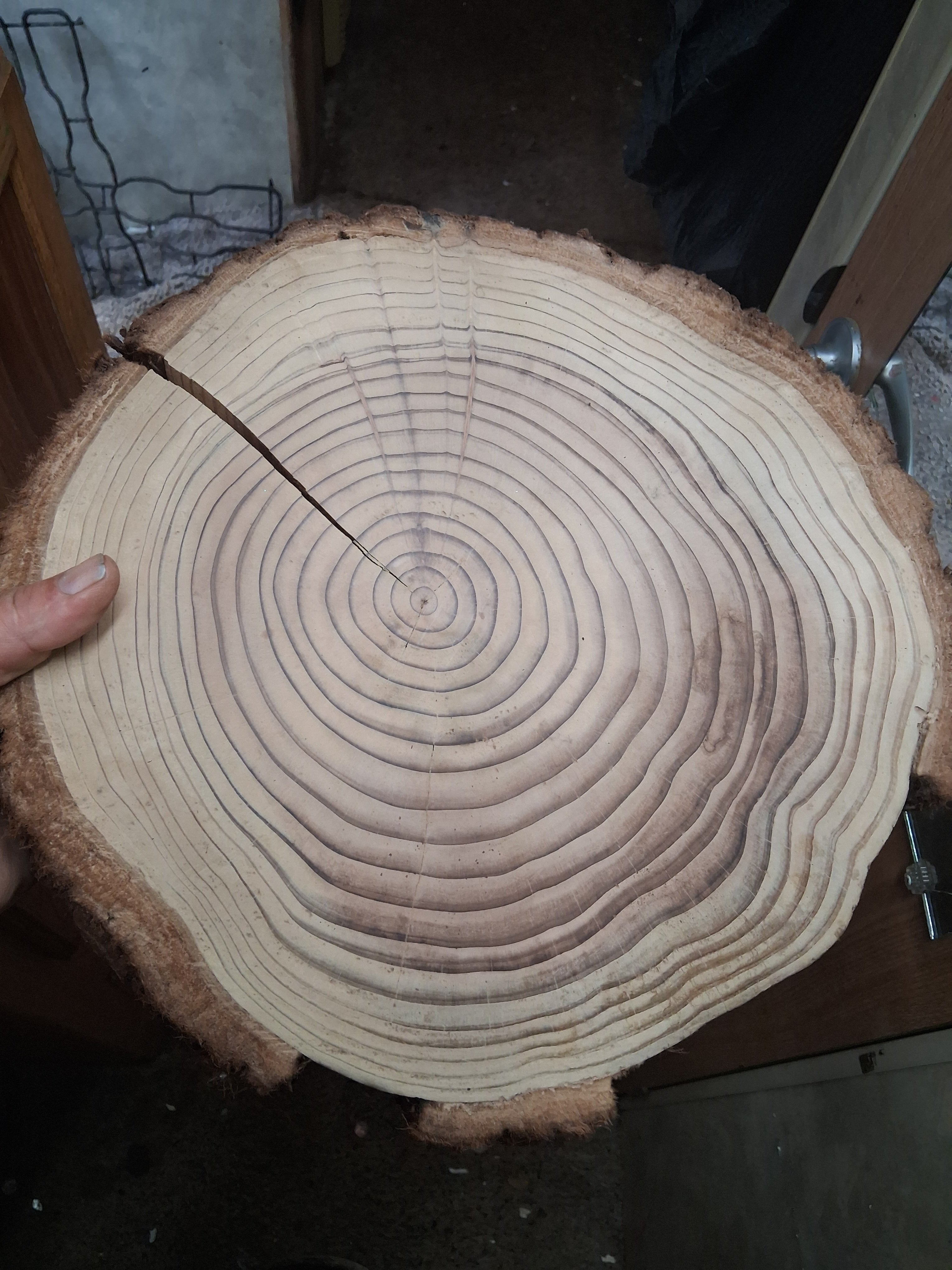Old-Growth Redwood Timekeeper Round | Natural Tree Ring Display | Hand-Sanded Redwood Slice
