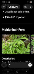 Maidenhair ferns