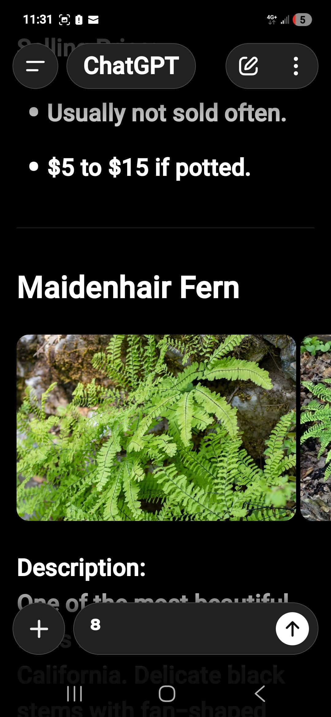 Maidenhair ferns