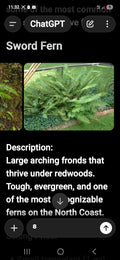 Sword fern
