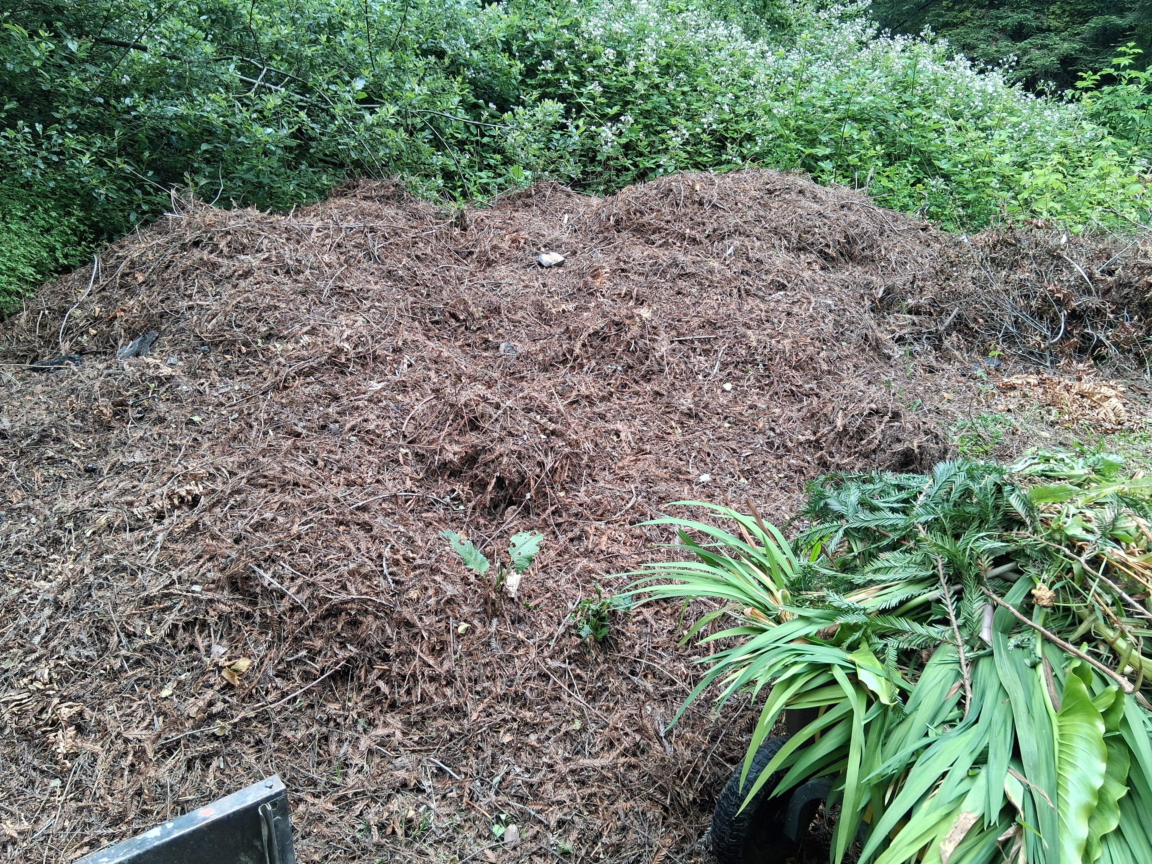 Coastal Redwood mulch