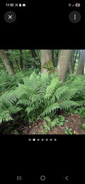 Lady fern